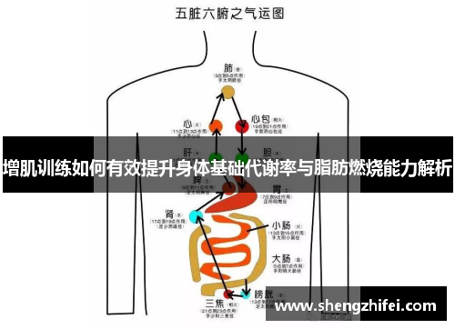 增肌训练如何有效提升身体基础代谢率与脂肪燃烧能力解析